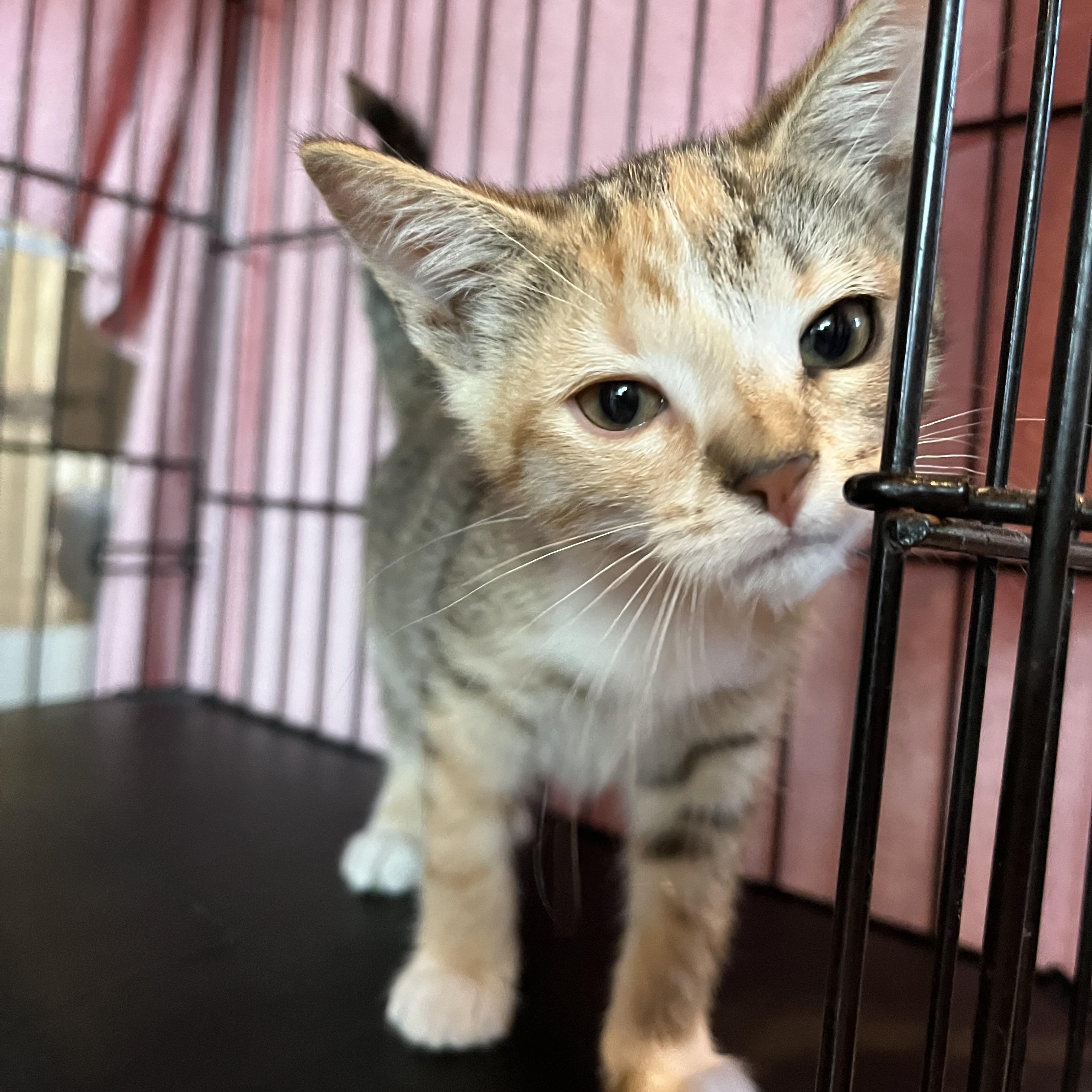 Enlarge Goldilocks, an adopted Domestic Short Hair in Salisbury, MA image 5/5