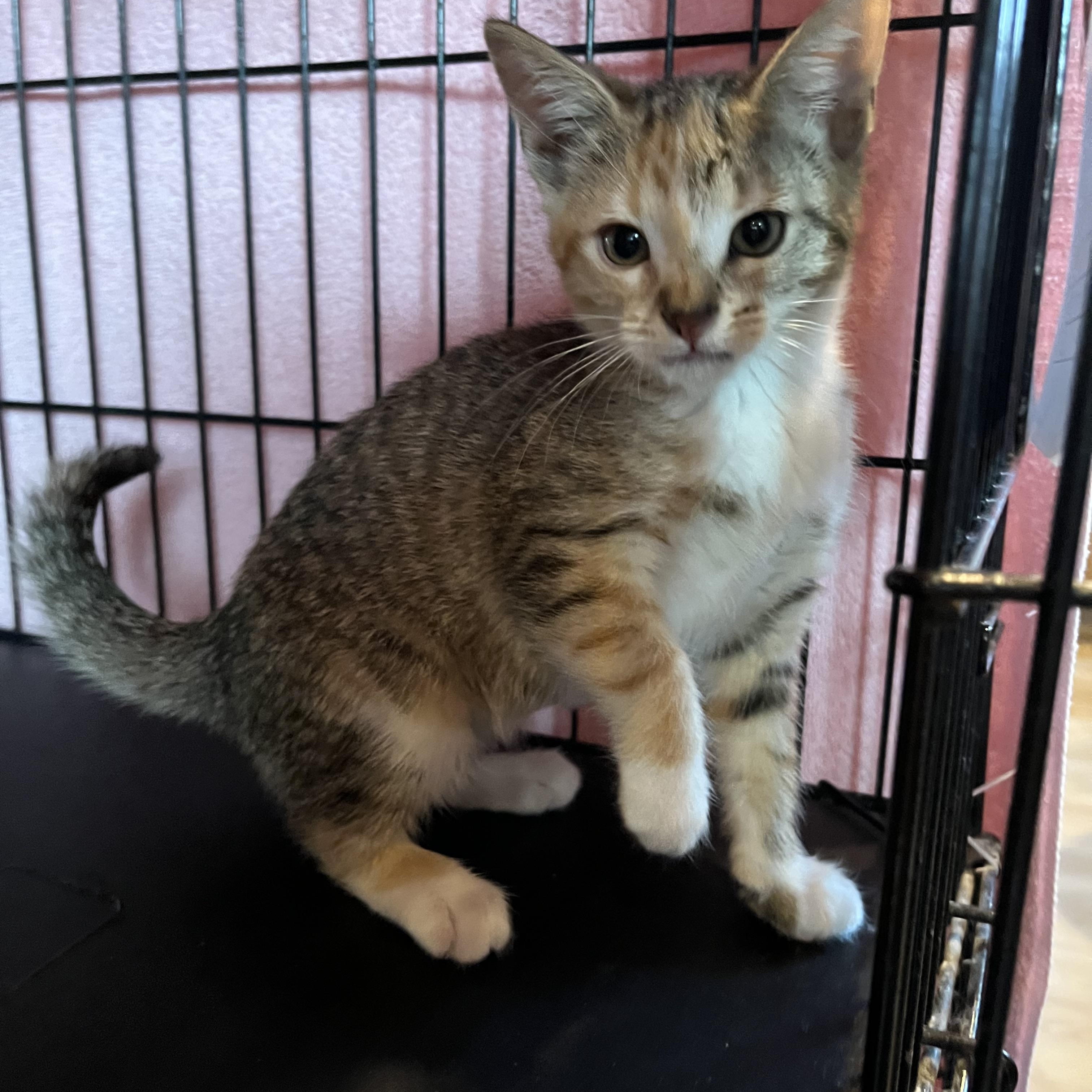 Enlarge Goldilocks, an adopted Domestic Short Hair in Salisbury, MA image 4/5
