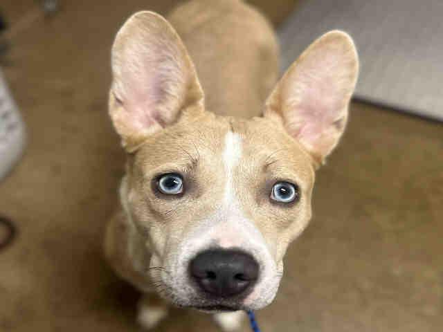 Enlarge SAPPHIRE, a Adoptable mixed breed in Bonita, CA image 1/1