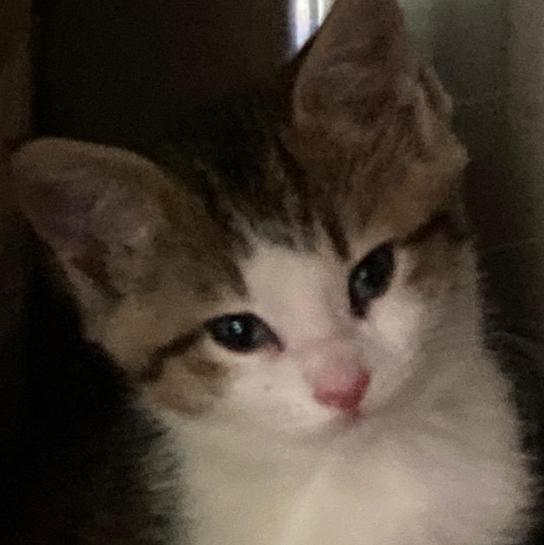 PROMETHEUS, a ADOPTABLE mixed breed in Watkinsville, GA image 2/3