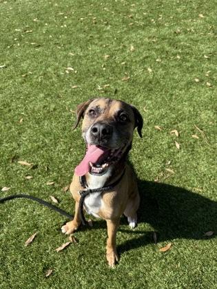 Enlarge Loki - 2, a Adoptable mixed breed in Daytona Beach, FL image 1/2