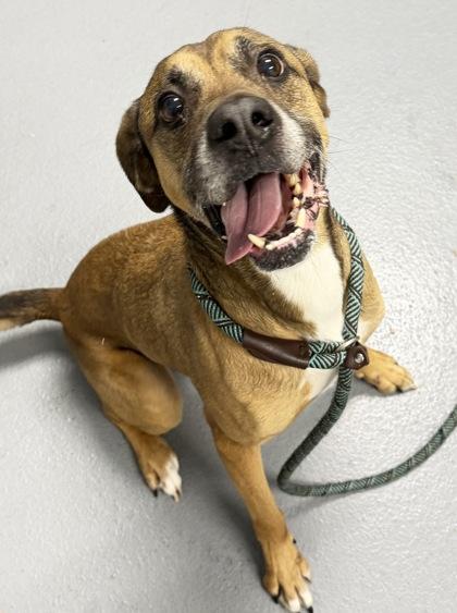 Enlarge Loki - 2, a Adoptable mixed breed in Daytona Beach, FL image 2/2