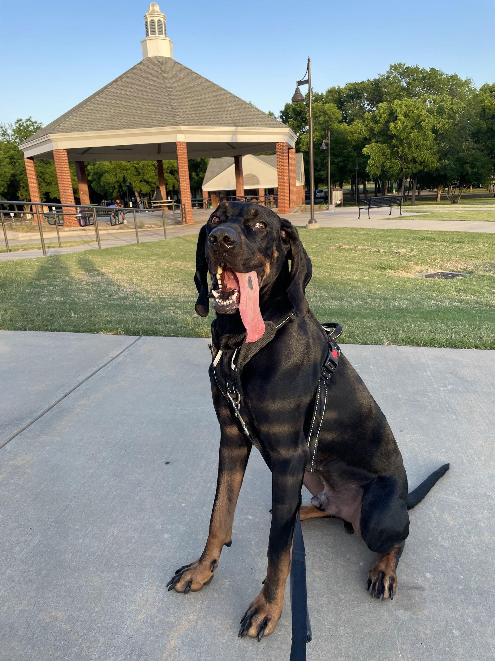 Shia, Adoptable, Adult Male Coonhound.