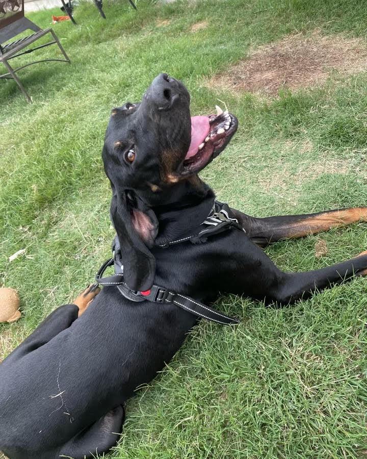 Shia, a Adoptable Coonhound in McKinney, TX image 2/3