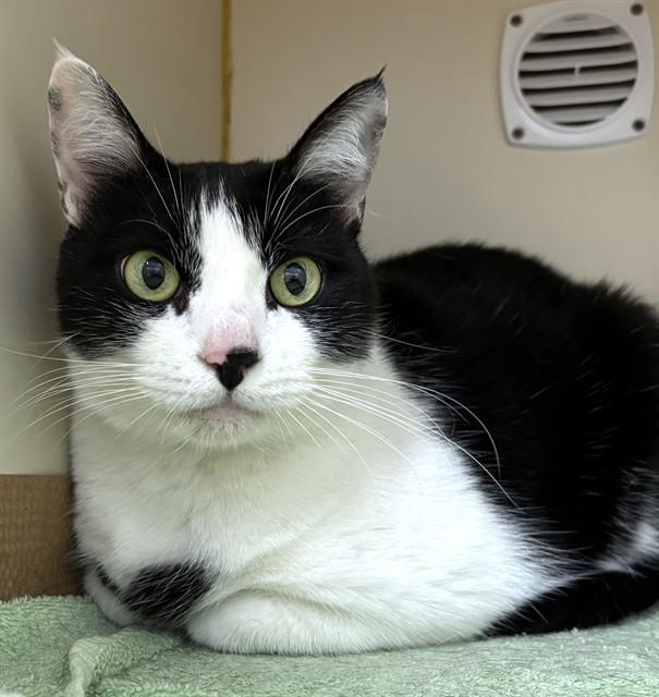 CASSIE, Adoptable, Adult Female Domestic Short Hair.