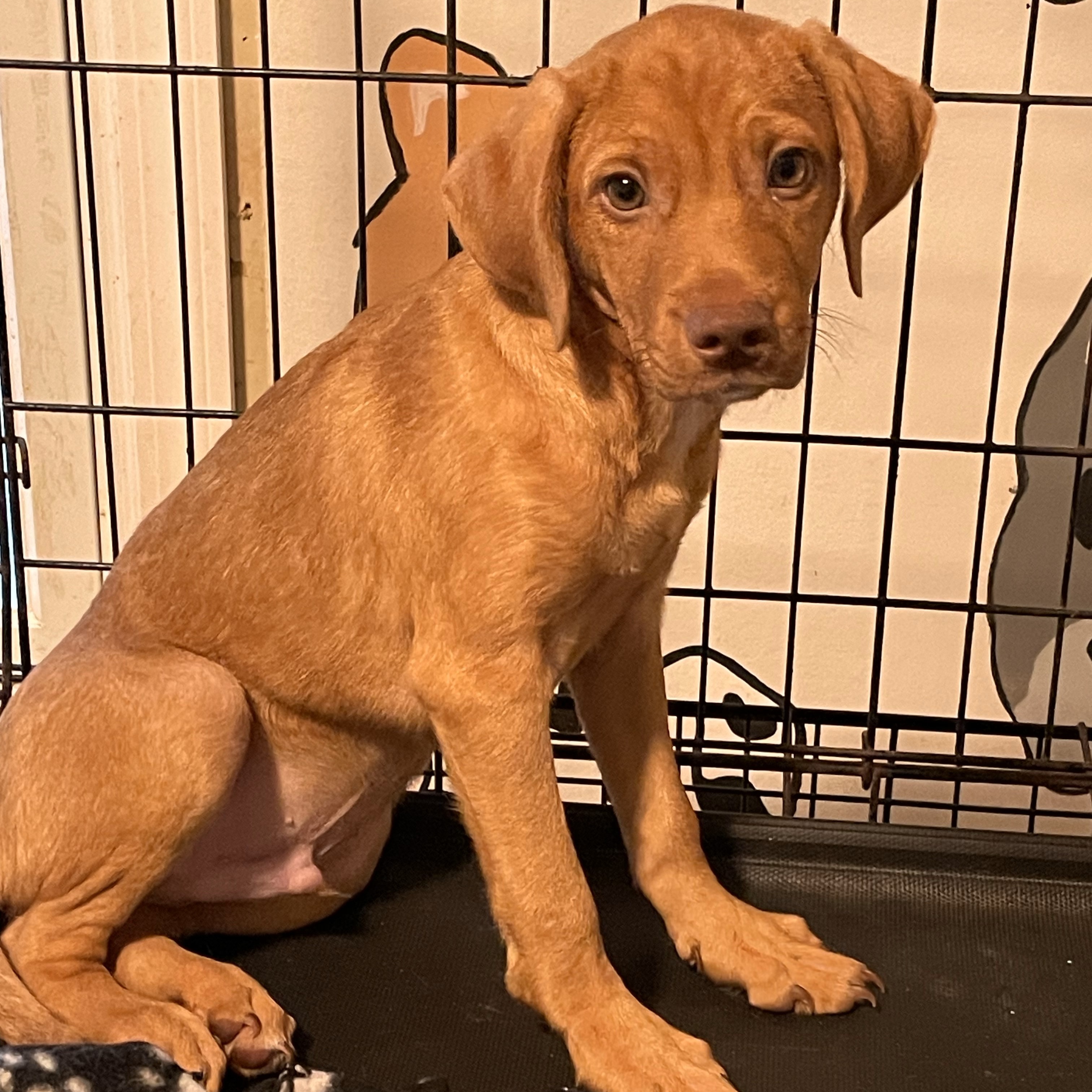 Mark-1740, an adopted Labrador Retriever Mix in Lindenhurst, NY_image-1