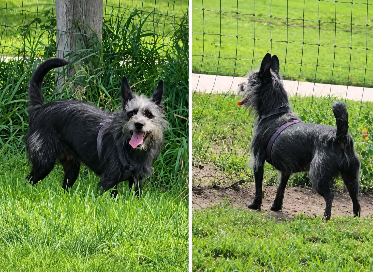 Enlarge ANNABELLE, a ADOPTABLE mixed breed in Lincoln, NE image 4/5