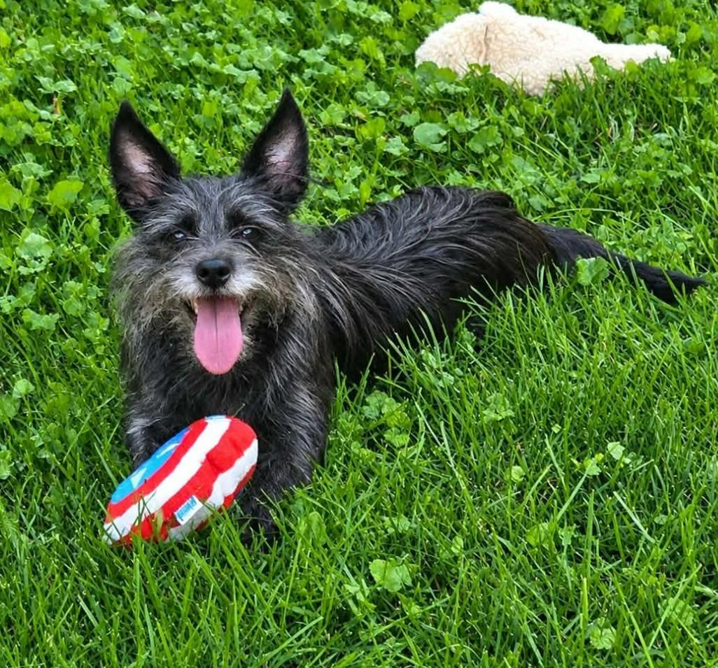 ANNABELLE, ADOPTABLE, Adult Female Cairn Terrier & Yorkshire Terrier.
