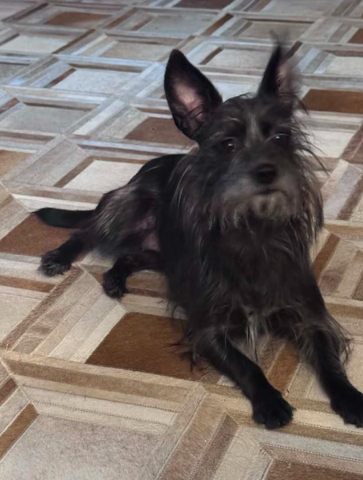 Enlarge ANNABELLE, a ADOPTABLE mixed breed in Lincoln, NE image 2/5