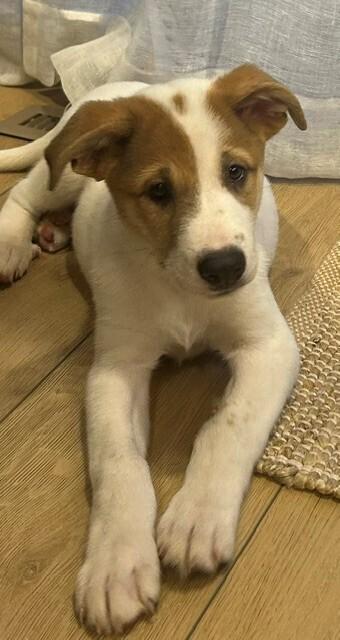 Devaney / John, a Adoptable mixed breed in Broomfield, CO image 1/5