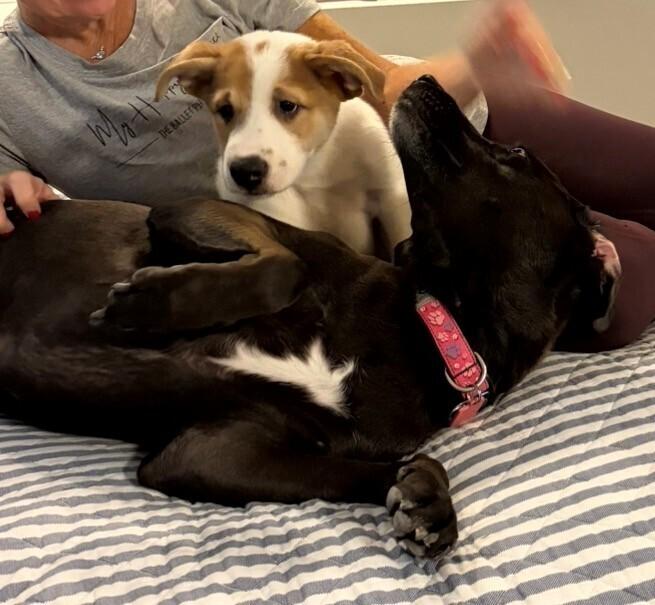 Devaney / John, a Adoptable mixed breed in Broomfield, CO image 2/5