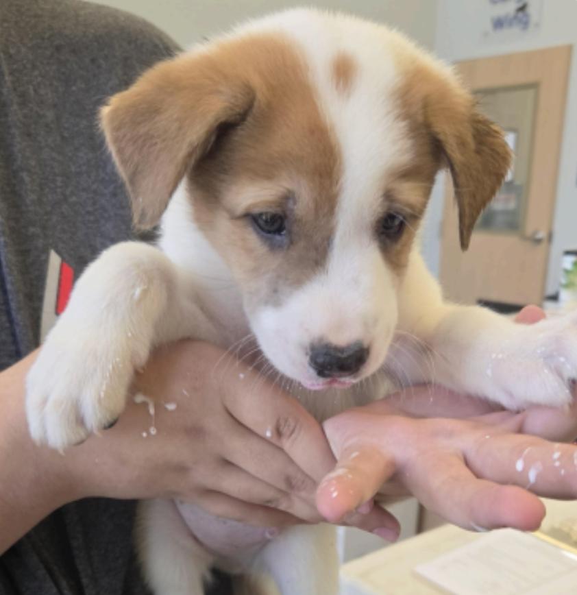 Devaney / John, a Adoptable mixed breed in Broomfield, CO image 5/5