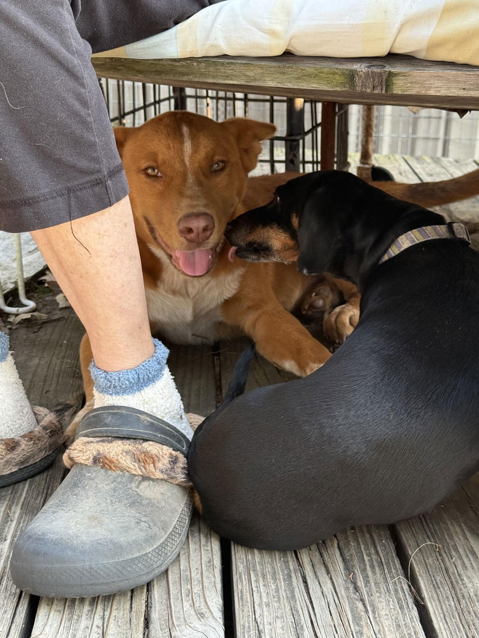 Pedro, Adoptable, Young Male Australian Cattle Dog / Blue Heeler.