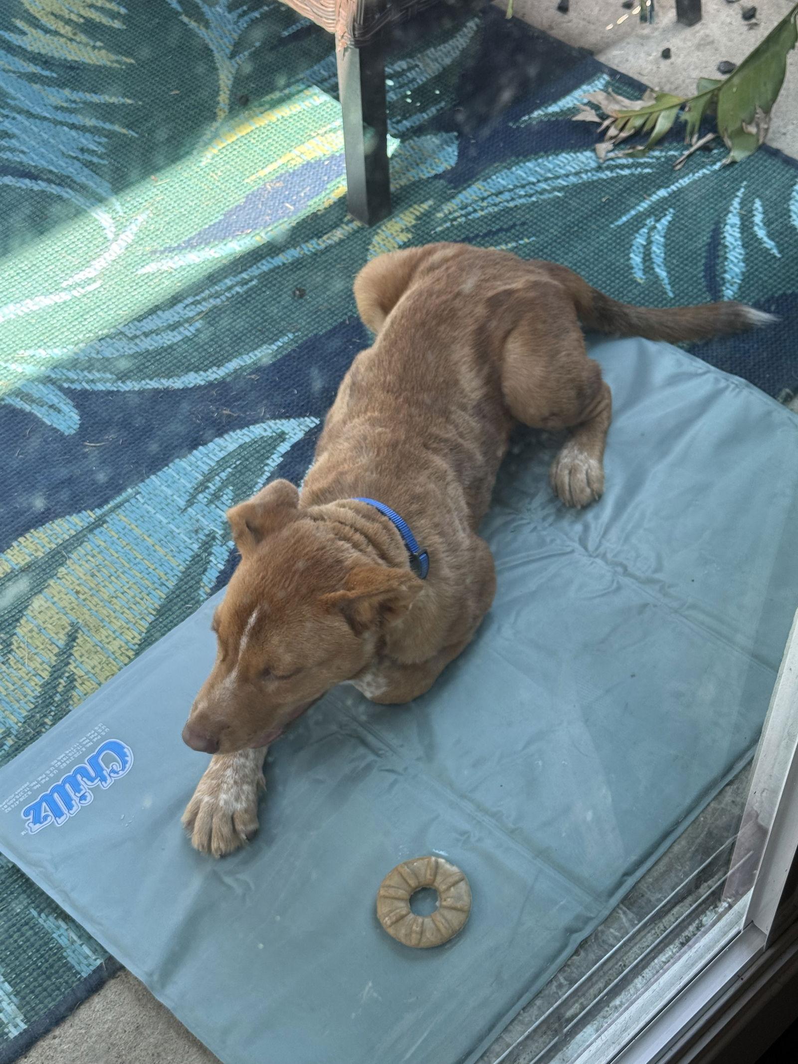 Enlarge Pedro, a Adoptable Australian Cattle Dog / Blue Heeler in Rockwall, TX image 2/3