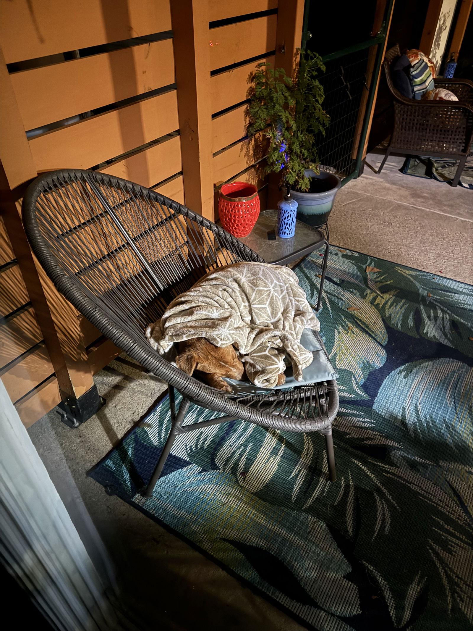 Enlarge Pedro, a Adoptable Australian Cattle Dog / Blue Heeler in Rockwall, TX image 3/3