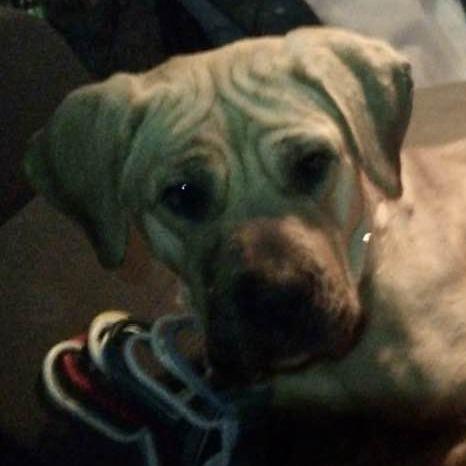 Enlarge Mya, a Adoptable Cane Corso in Middletown, OH image 1/5