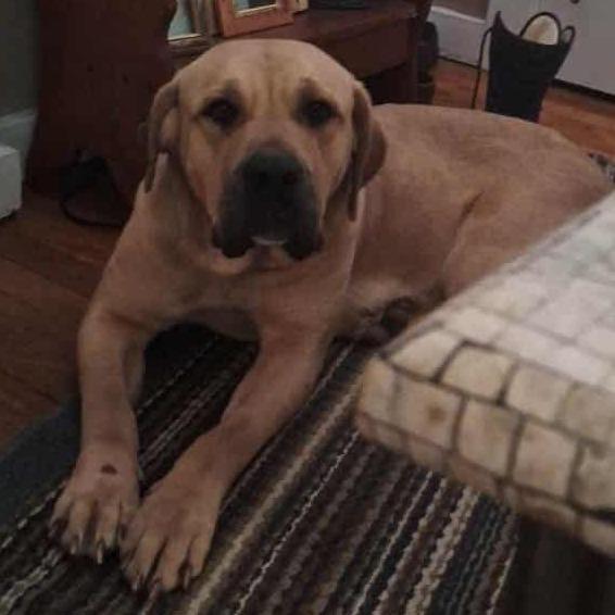 Enlarge Mya, a Adoptable Cane Corso in Middletown, OH image 2/5