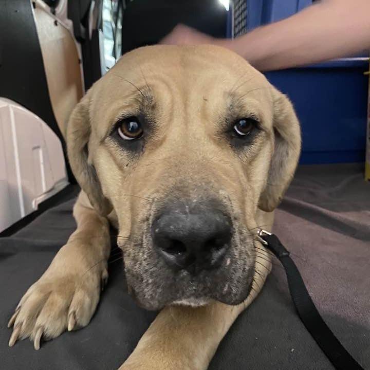 Enlarge Mya, a Adoptable Cane Corso in Middletown, OH image 4/5