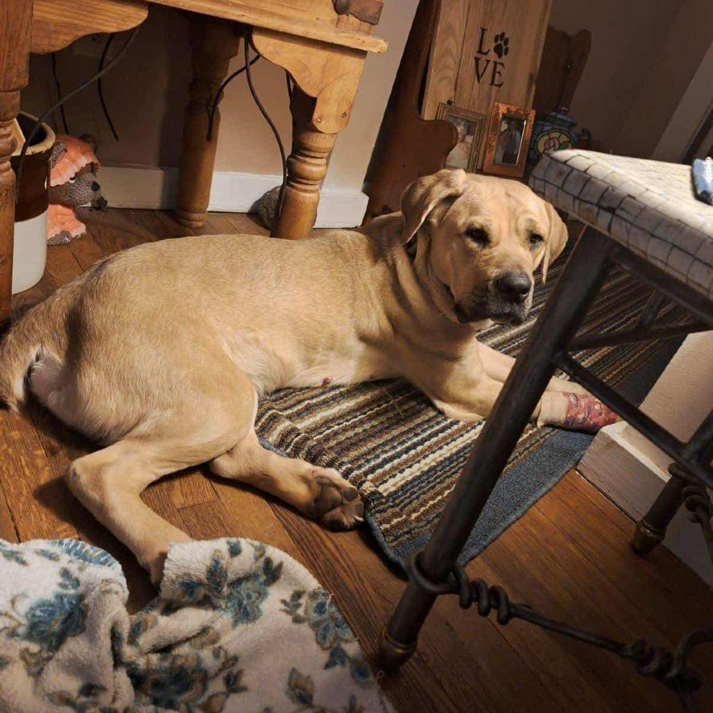 Enlarge Mya, a Adoptable Cane Corso in Middletown, OH image 5/5