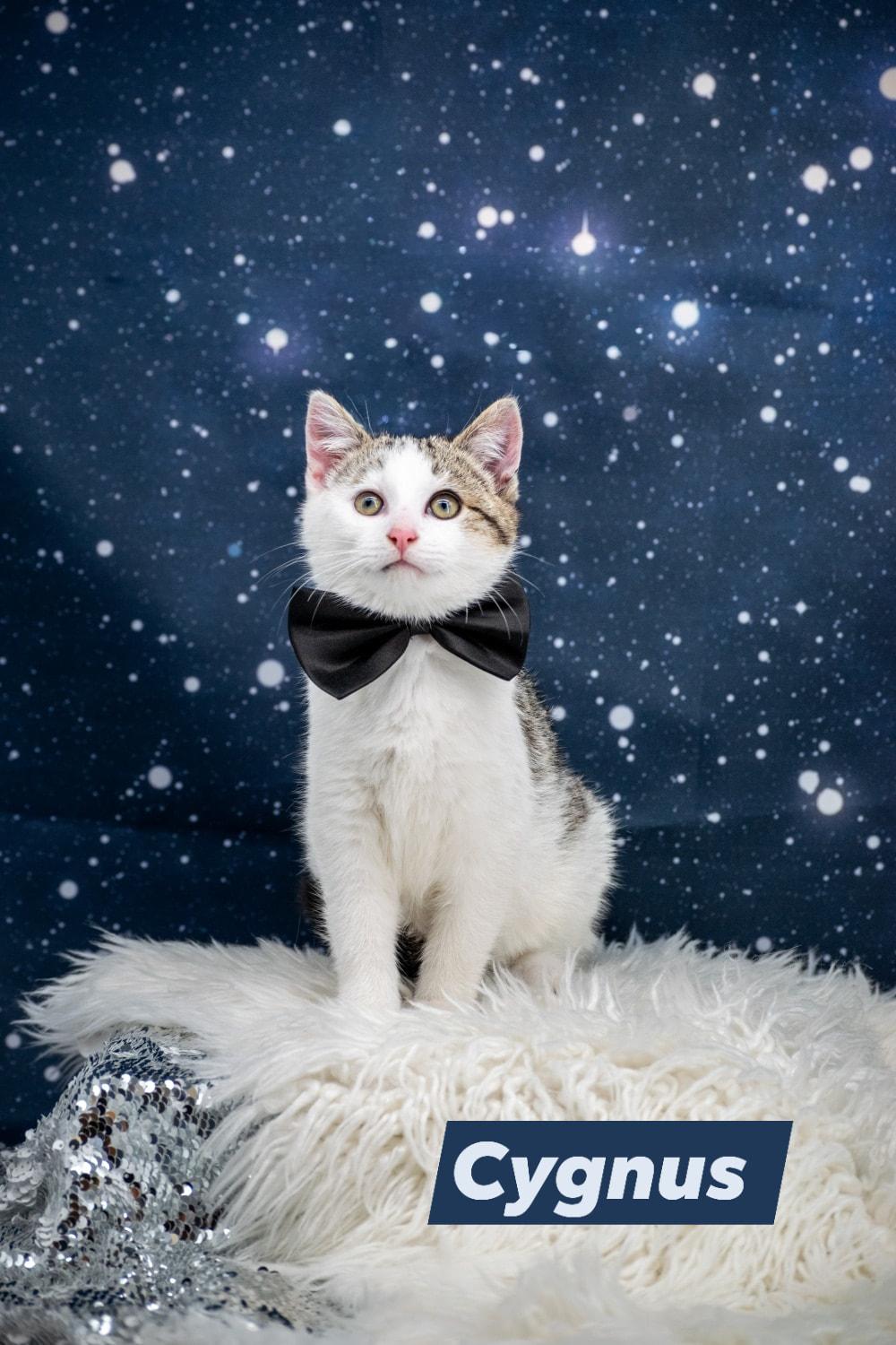 Cygnus, ADOPTABLE, Kitten Male Domestic Short Hair.