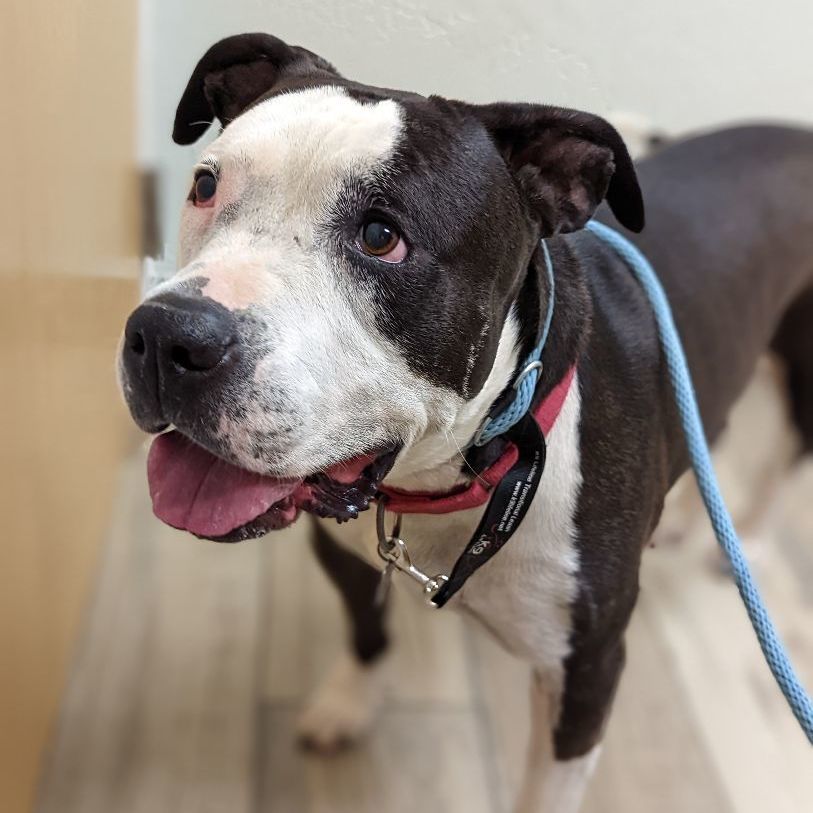 Panda, a Adoptable mixed breed in Phoenix, AZ image 1/9