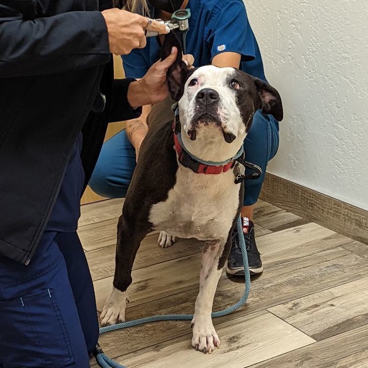 Panda, a Adoptable mixed breed in Phoenix, AZ image 2/9