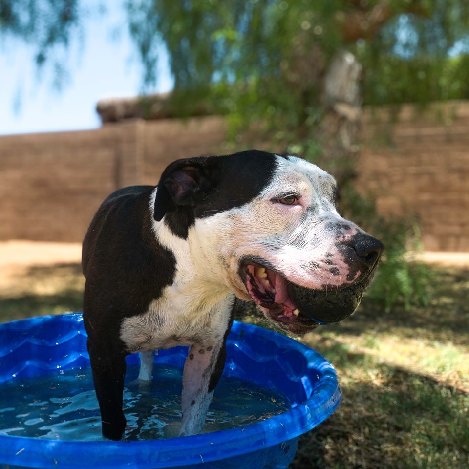 Panda, a Adoptable mixed breed in Phoenix, AZ image 3/9