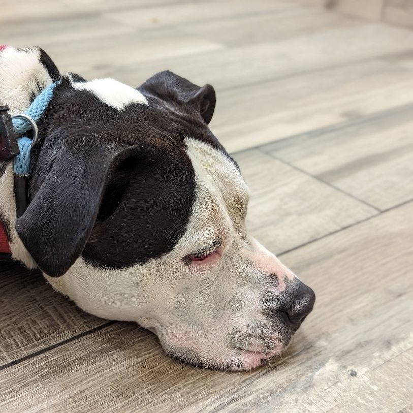 Panda, a Adoptable mixed breed in Phoenix, AZ image 4/9