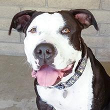 Panda, a Adoptable mixed breed in Phoenix, AZ image 5/9