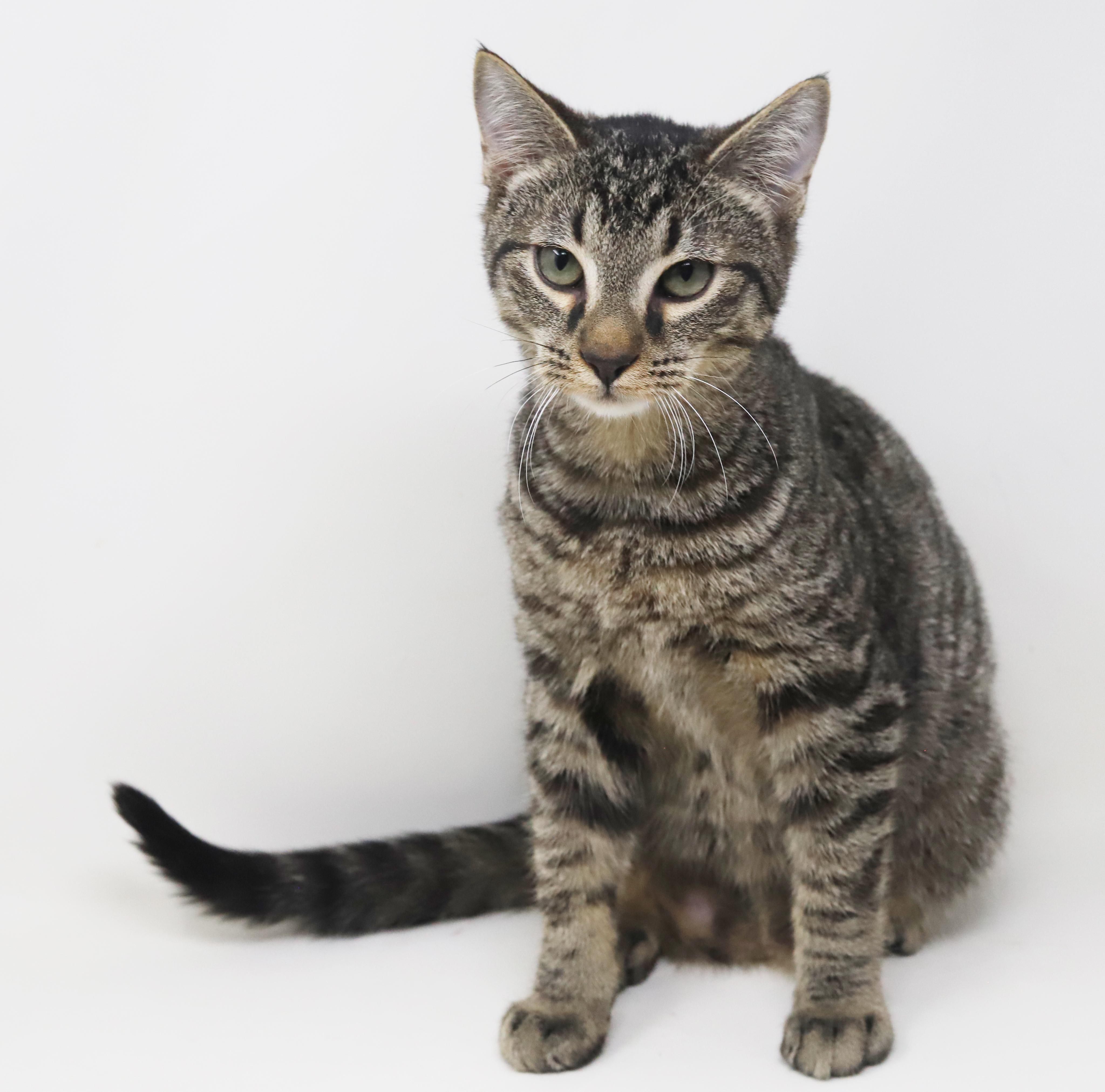 Baguette Is Not Just thumbnail 3