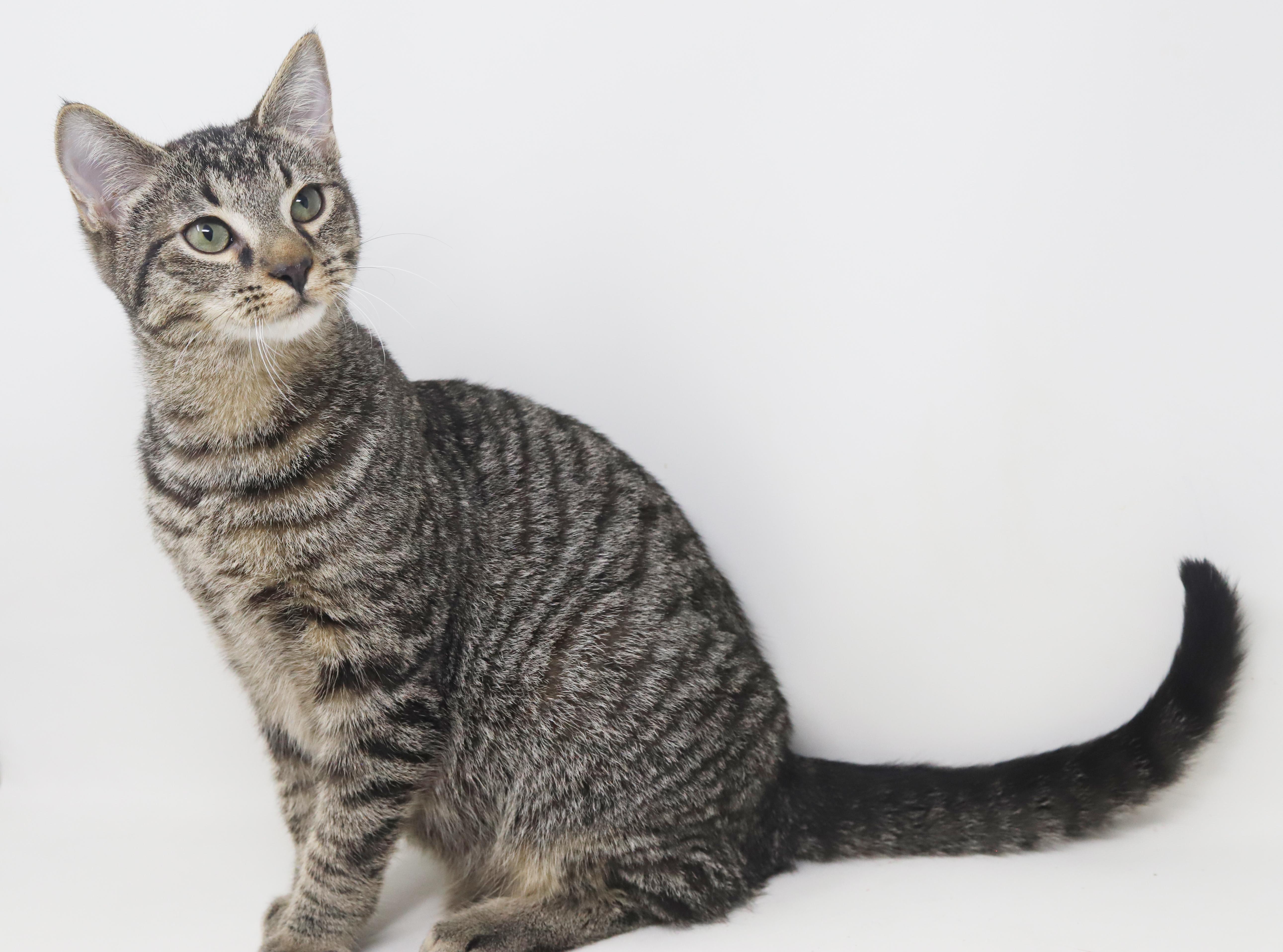 Baguette Is Not Just thumbnail 5