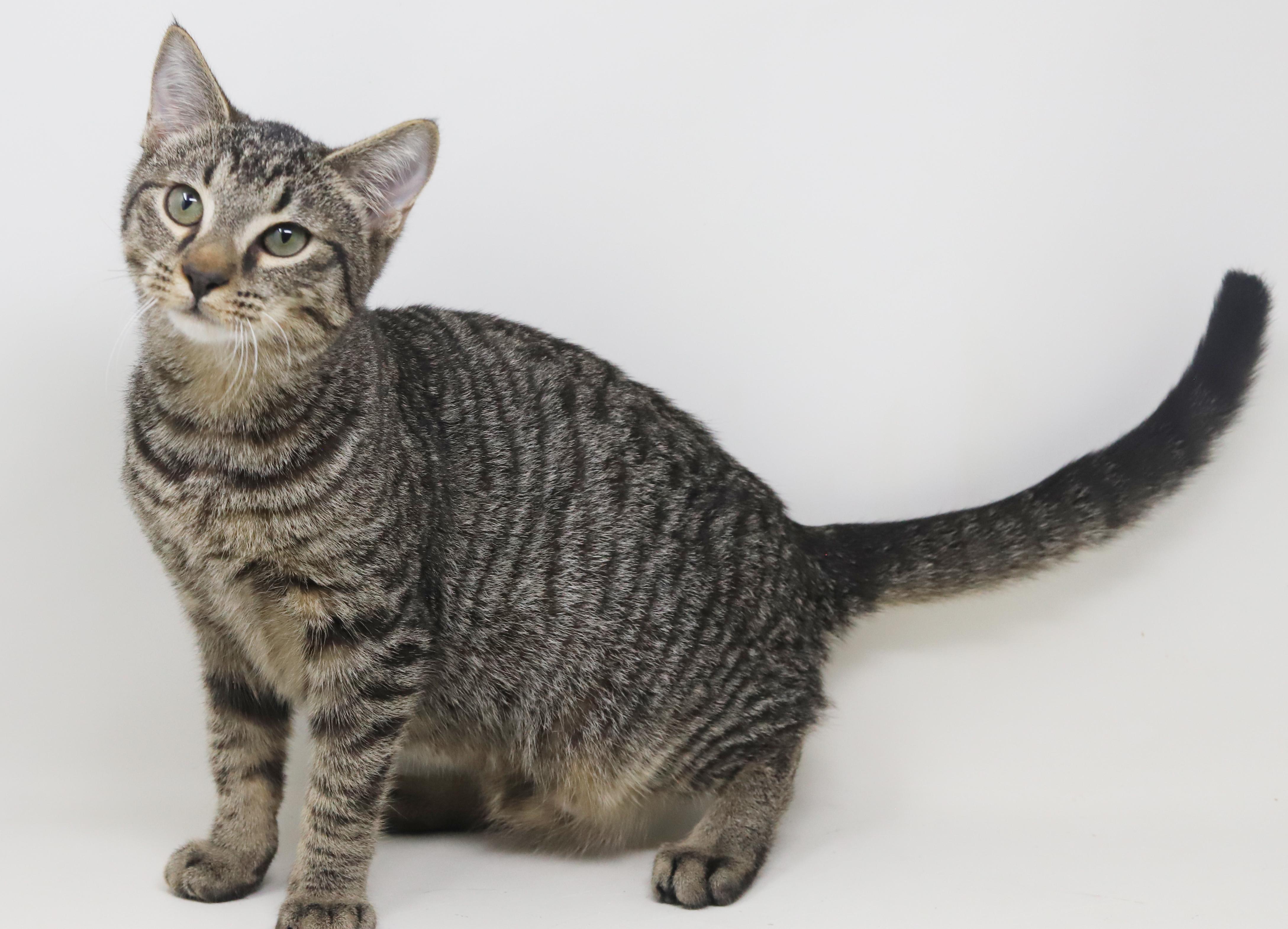 Baguette Is Not Just thumbnail 6