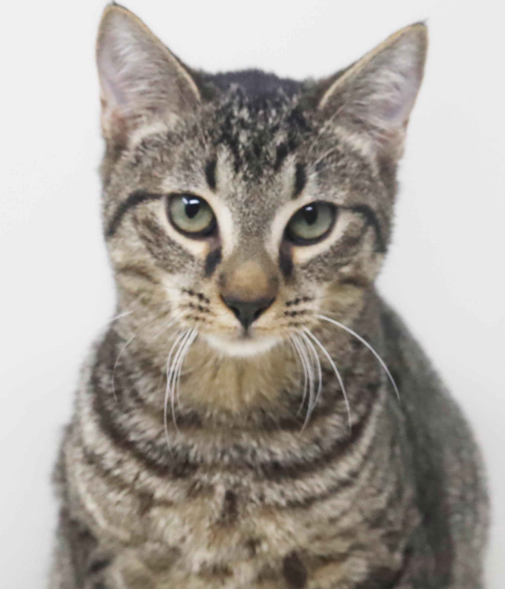 Baguette Is Not Just thumbnail 7