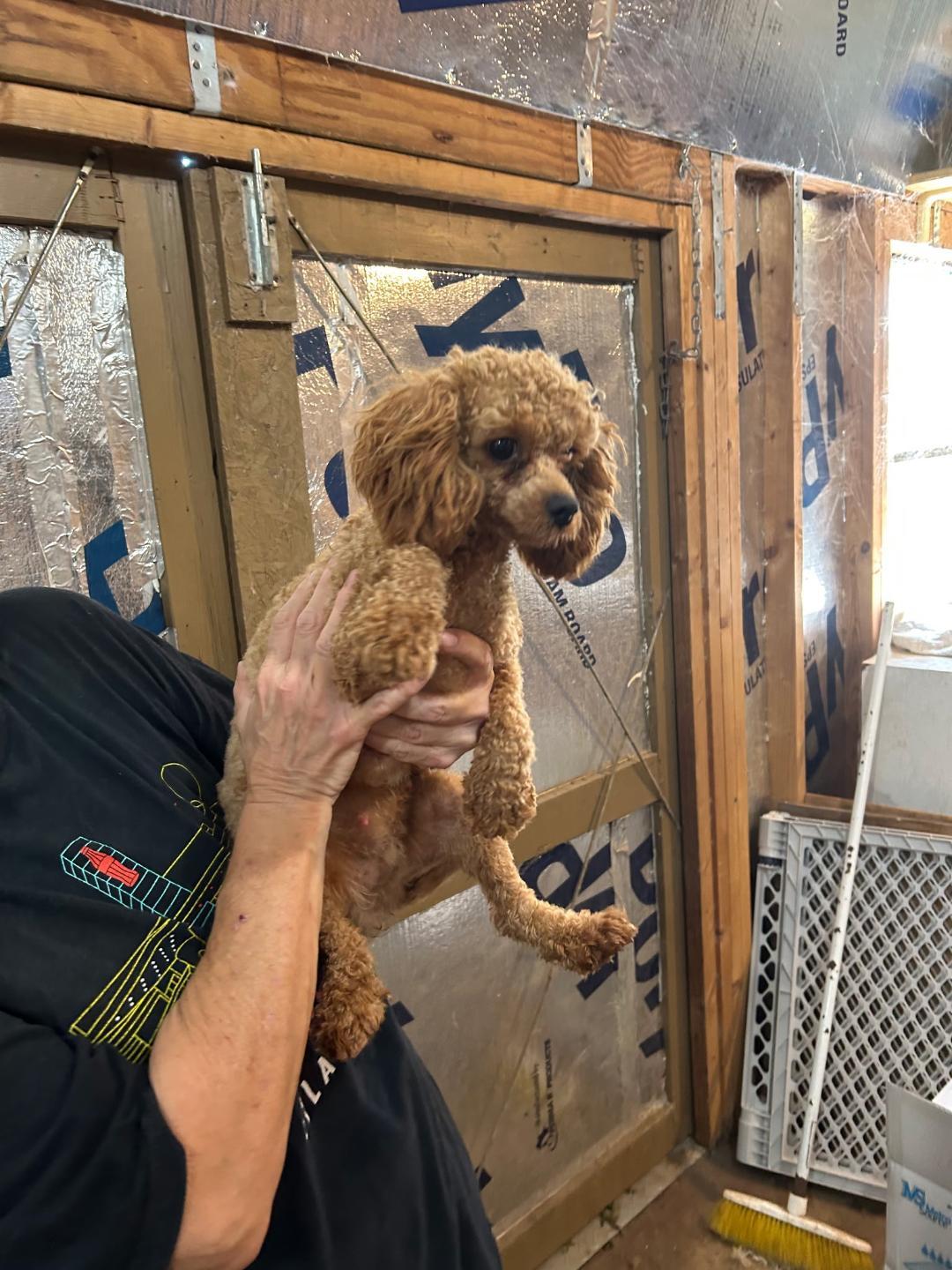 Jenny, adopted, Young Female Miniature Poodle.