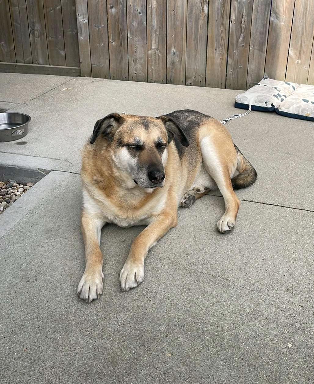 Reuger, an adoptable Mixed Breed in Winnipeg, MB, R3E 2Z9 | Photo Image 1