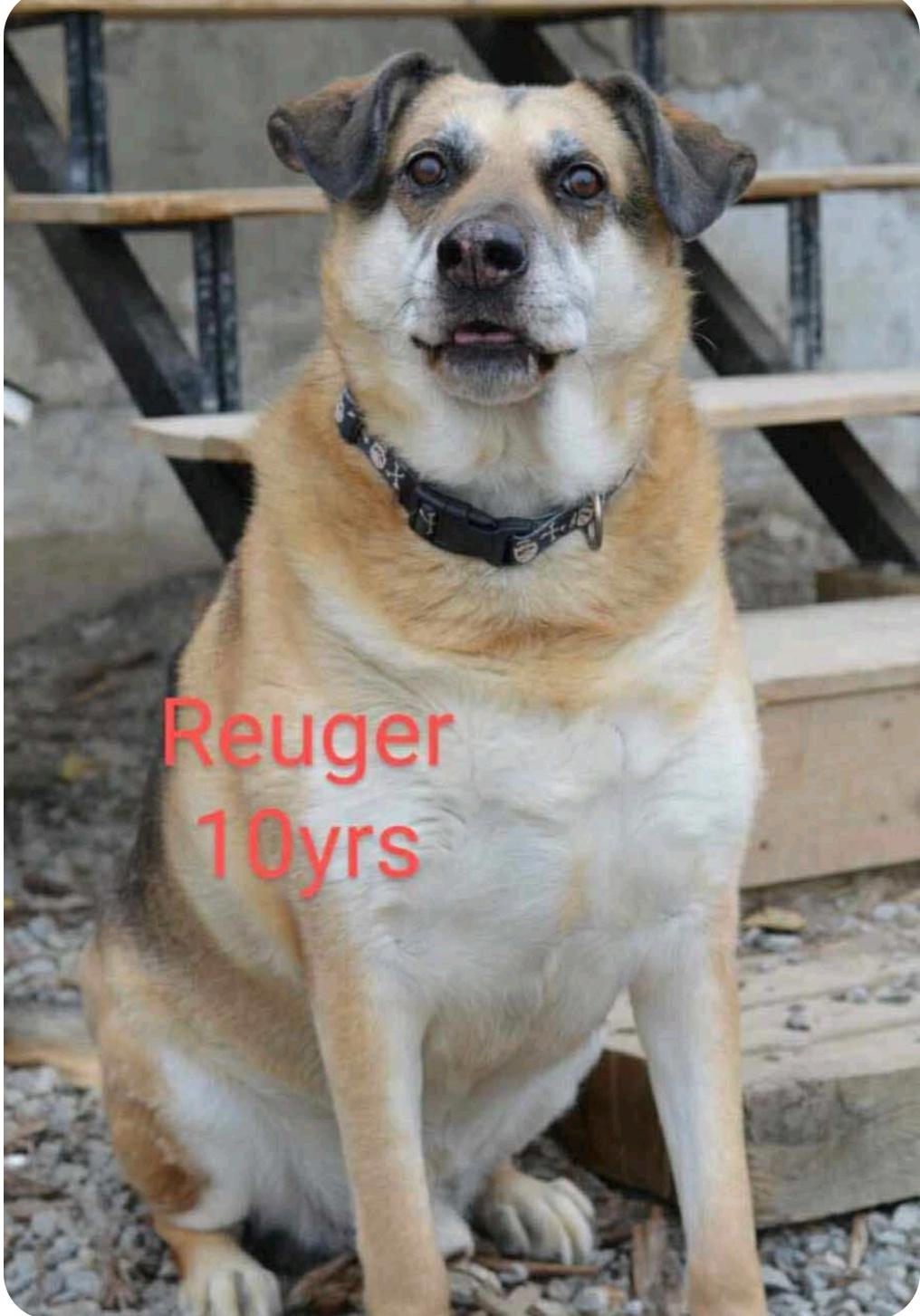 Reuger, an adoptable Mixed Breed in Winnipeg, MB, R3E 2Z9 | Photo Image 2