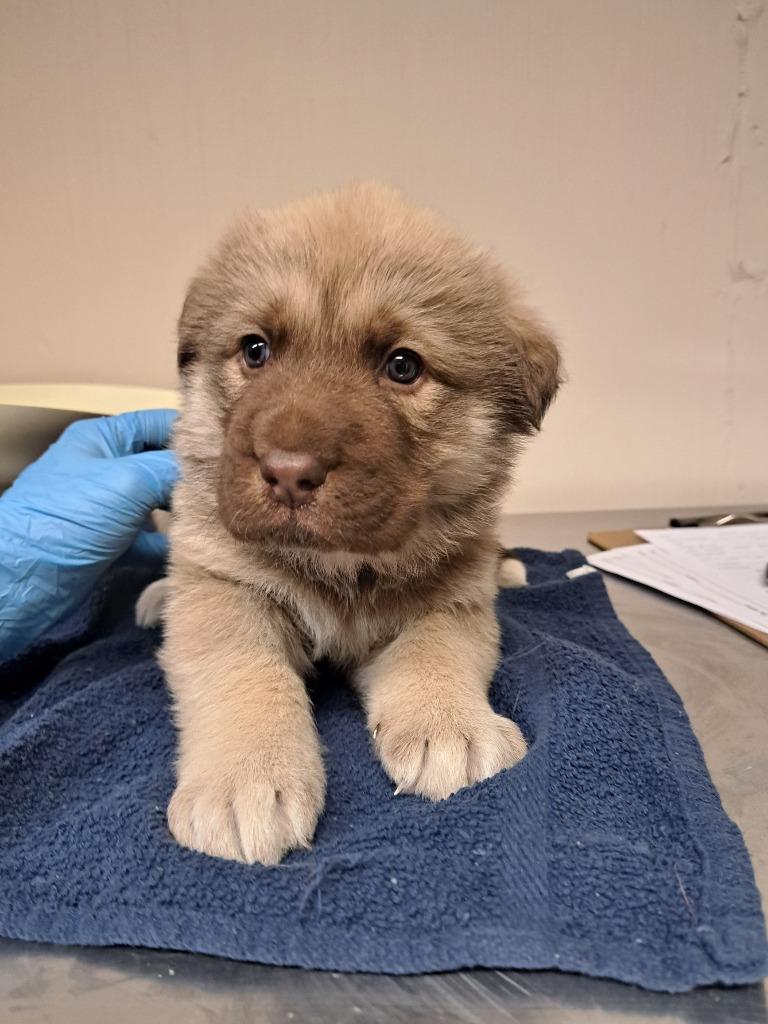 Wallace, Adoptable, Puppy Male German Shepherd Dog & Great Pyrenees.