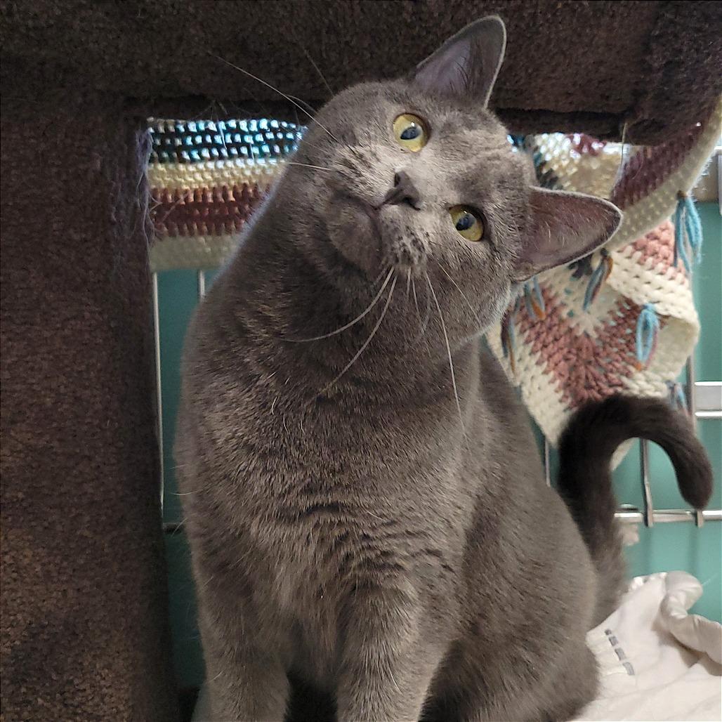 Morgan, Adoptable, Adult Female Domestic Short Hair.