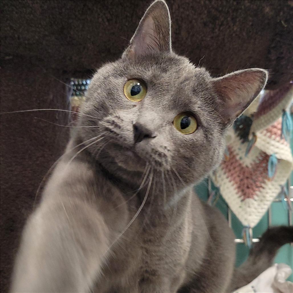 Enlarge Morgan, a Adoptable Domestic Short Hair in Nashville, IN image 2/5