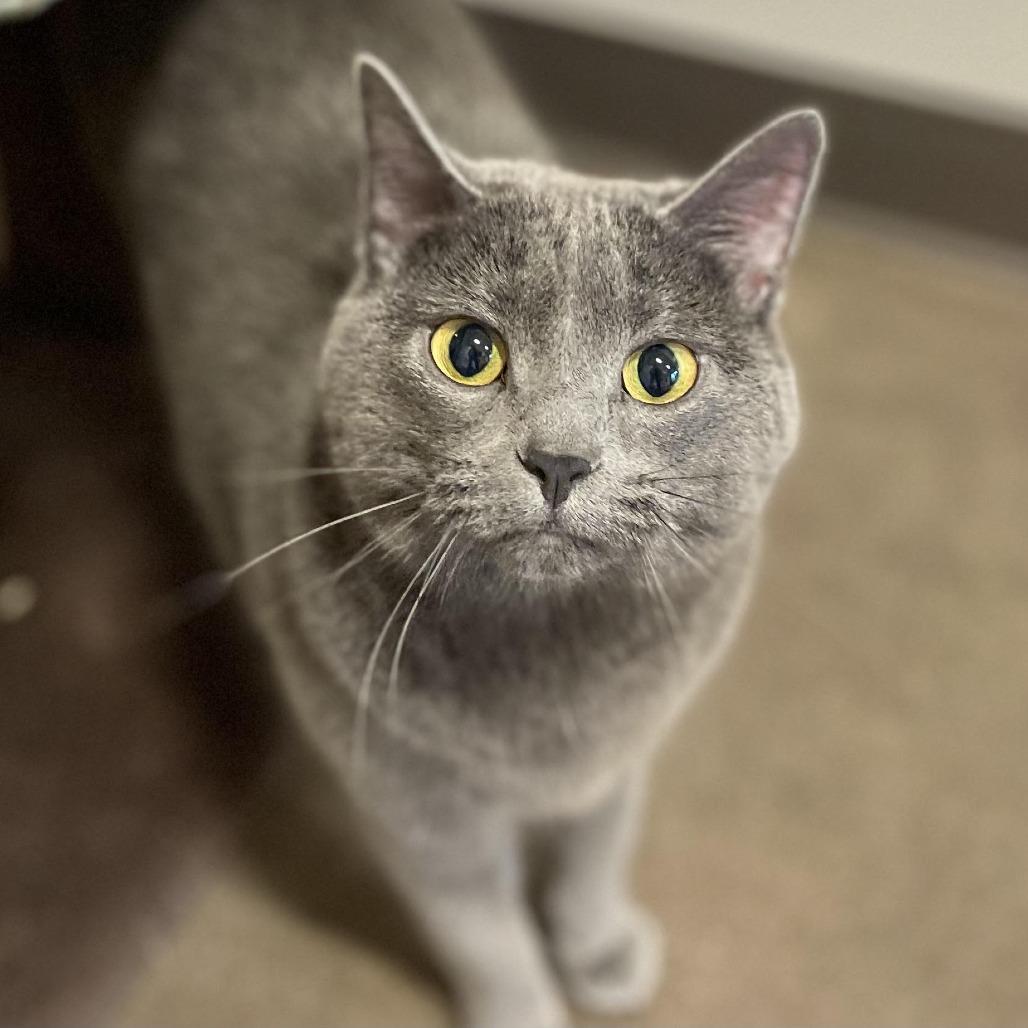 Enlarge Morgan, a Adoptable Domestic Short Hair in Nashville, IN image 3/5