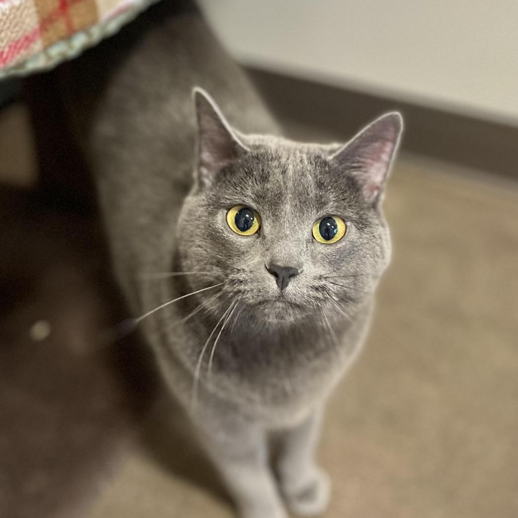 Enlarge Morgan, a Adoptable Domestic Short Hair in Nashville, IN image 4/5