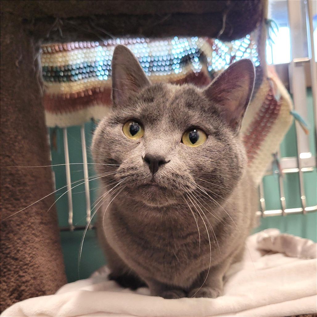 Enlarge Morgan, a Adoptable Domestic Short Hair in Nashville, IN image 5/5