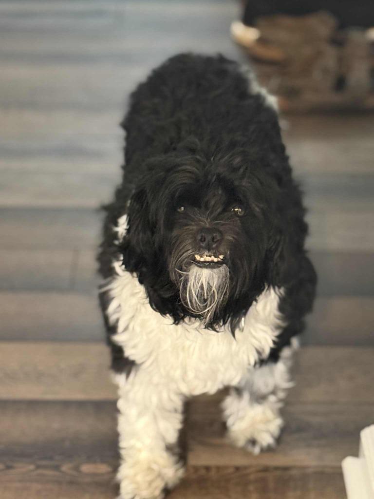 Ziggy, Adoptable, Adult Male Poodle & Mixed Breed.