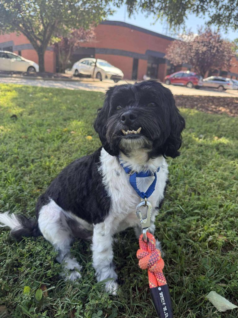 Ziggy, a Adoptable mixed breed in Raleigh, NC image 2/5