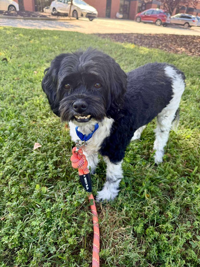 Ziggy, a Adoptable mixed breed in Raleigh, NC image 3/5