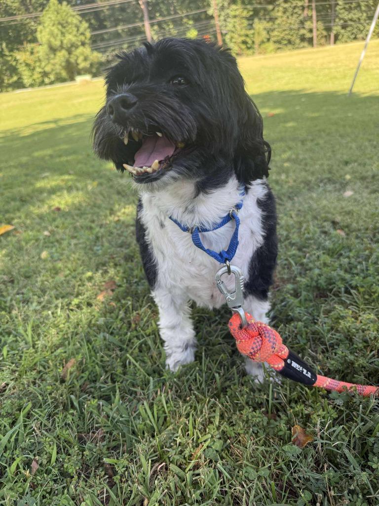 Ziggy, a Adoptable mixed breed in Raleigh, NC image 4/5