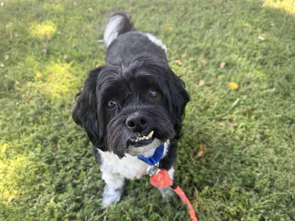Ziggy, a Adoptable mixed breed in Raleigh, NC image 5/5