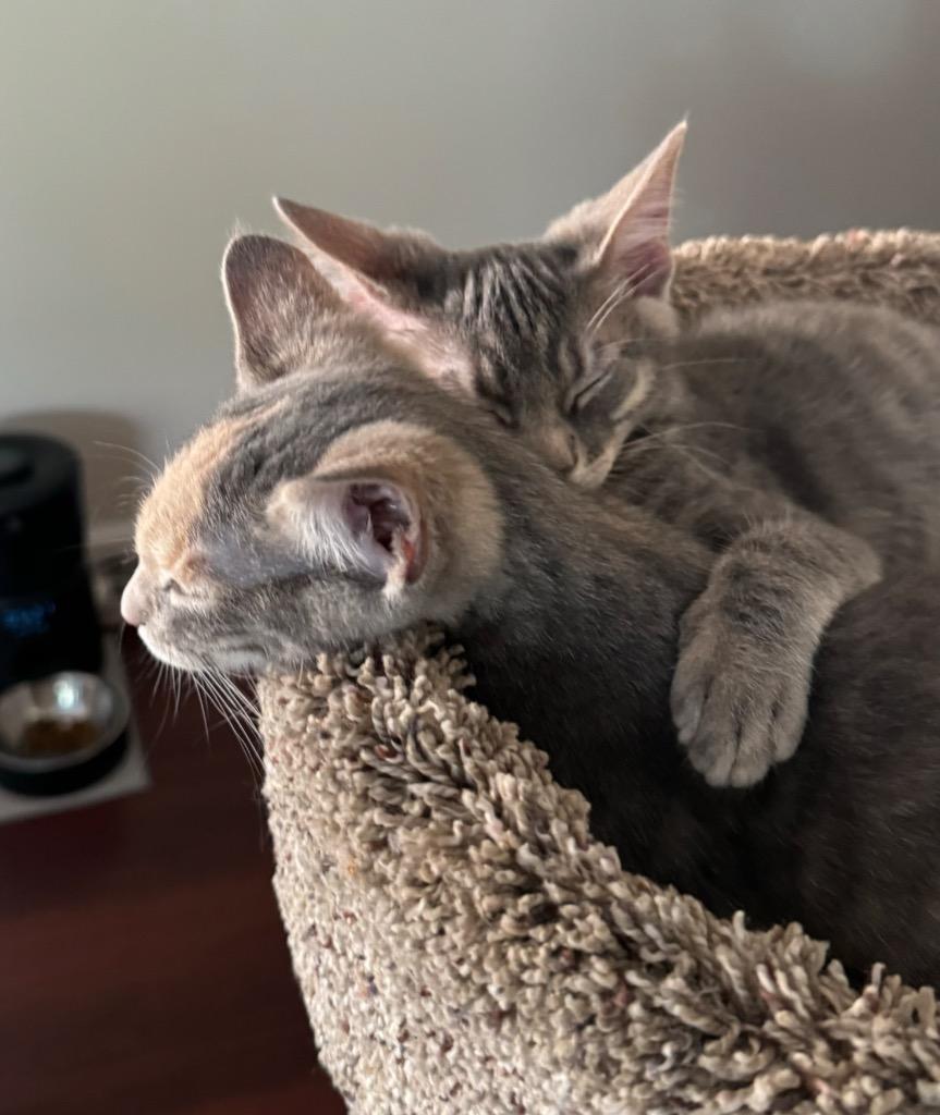 Forrest, Adoptable, Young Male Domestic Short Hair.