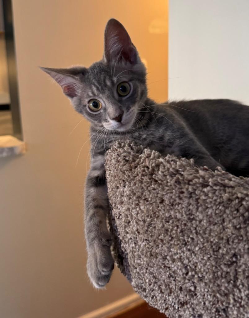 Enlarge Forrest, a Adoptable mixed breed in Hampton, VA image 2/3