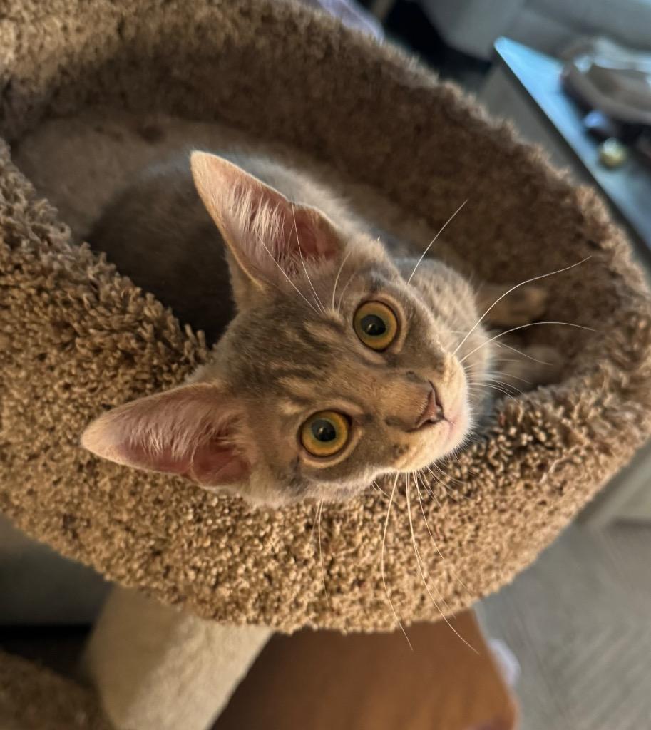 Forrest, a Adoptable mixed breed in Hampton, VA image 2/3